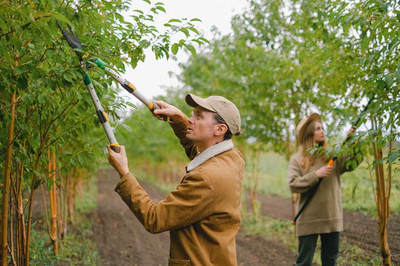 Best Tree Branch Trimming  in Stratmoor, CO